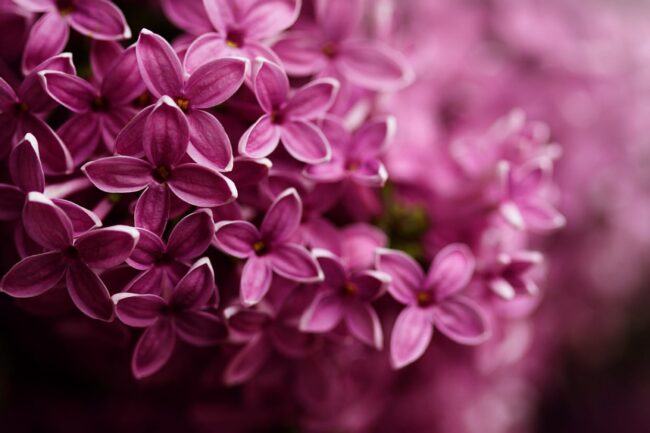 shutterstock_609366401-scura